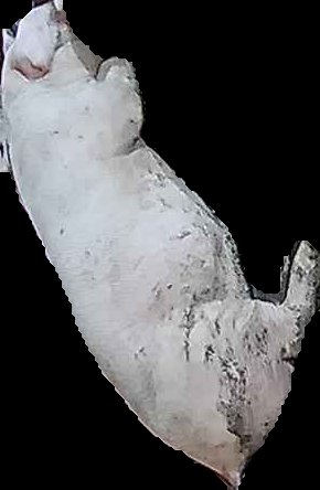 Crop