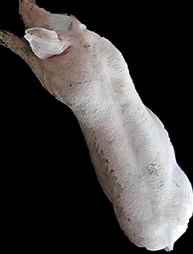 Crop