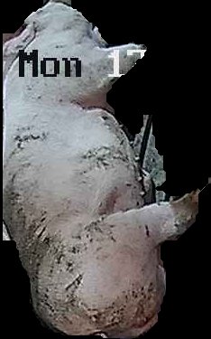 Crop