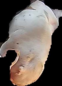Crop