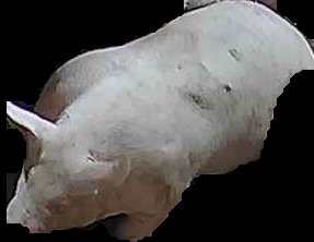 Crop