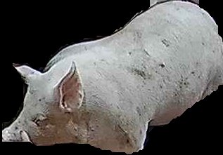 Crop