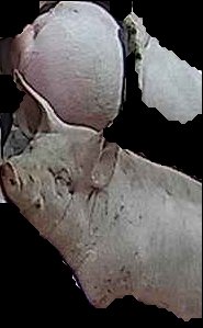 Crop