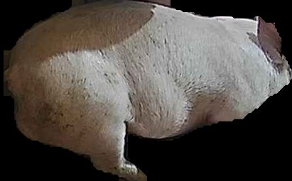 Crop
