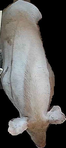 Crop
