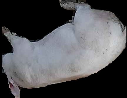 Crop