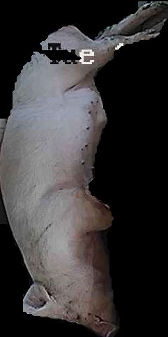 Crop