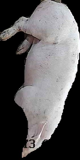 Crop