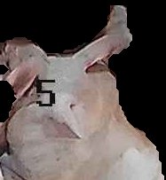 Crop
