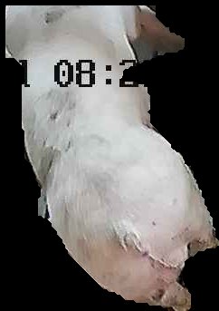 Crop