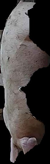 Crop