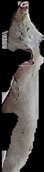 Crop