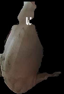 Crop