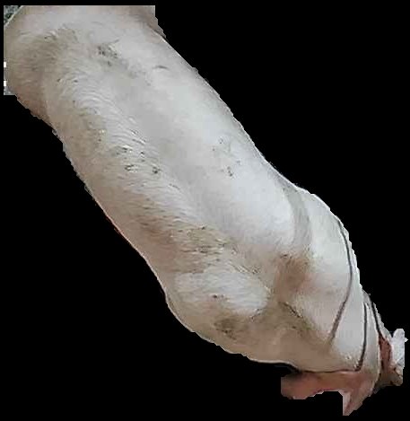 Crop