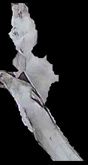 Crop