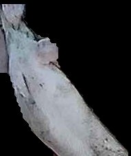Crop