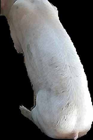 Crop