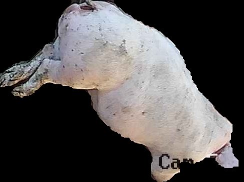 Crop
