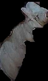 Crop