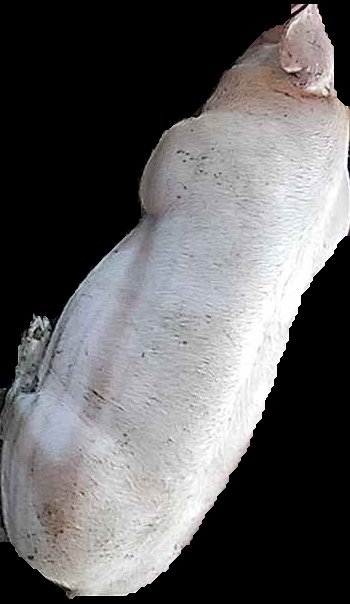 Crop