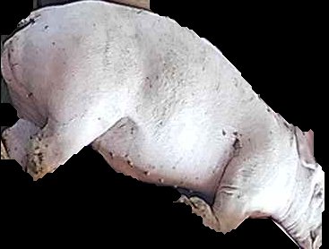 Crop