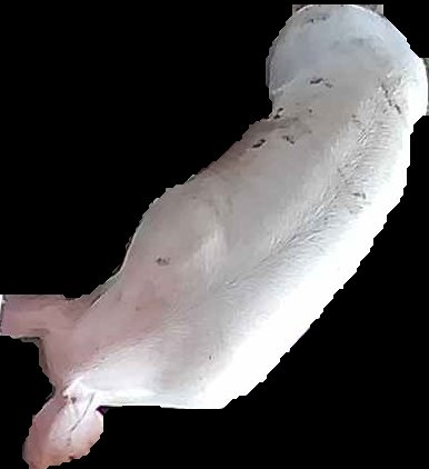 Crop