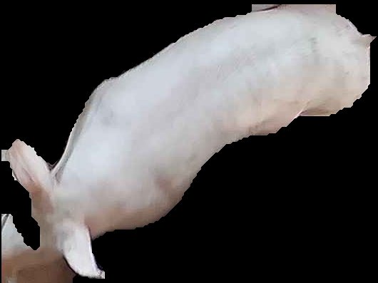 Crop