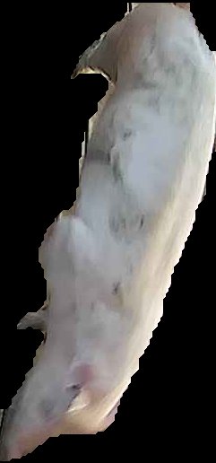 Crop