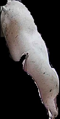 Crop