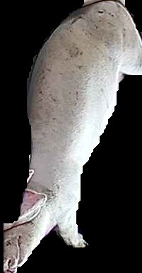 Crop