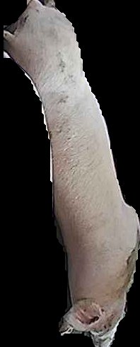 Crop