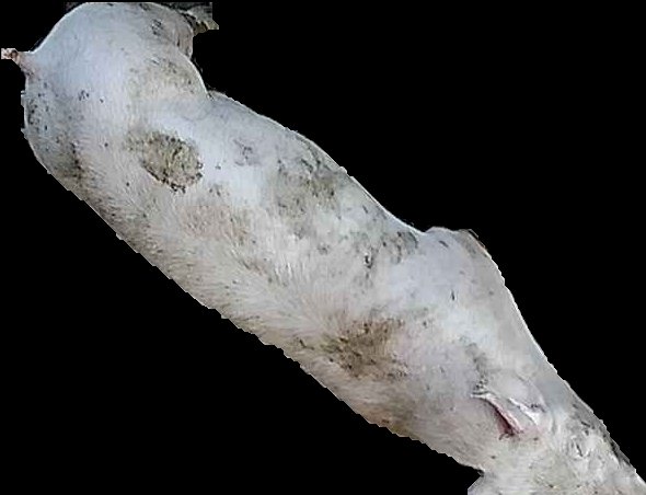 Crop