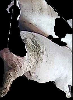 Crop