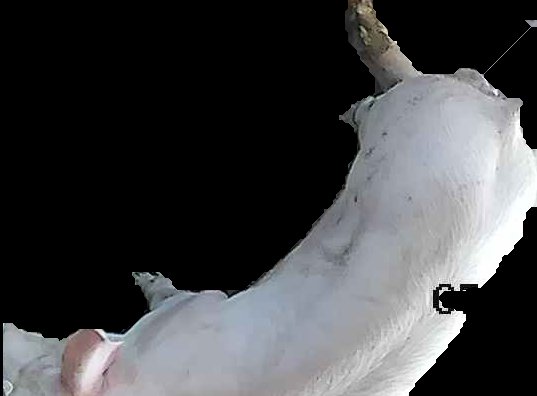 Crop