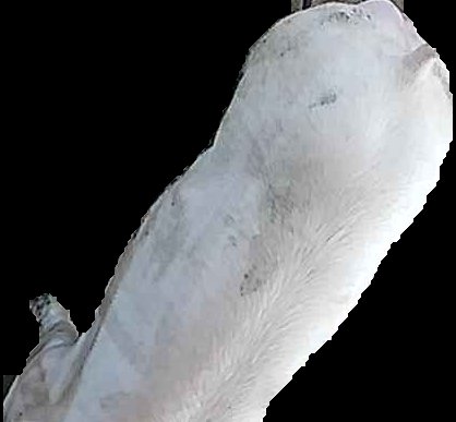 Crop