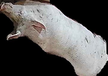 Crop
