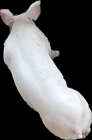Crop