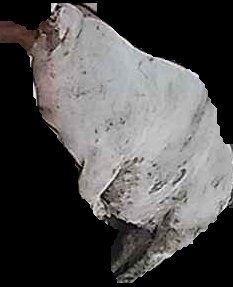 Crop