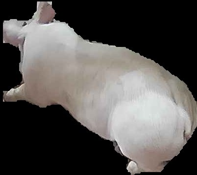 Crop