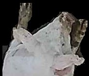 Crop