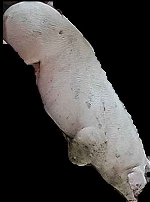 Crop