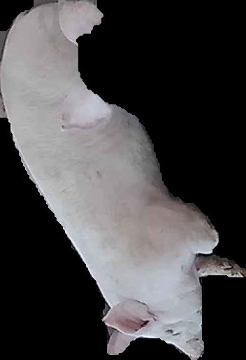 Crop