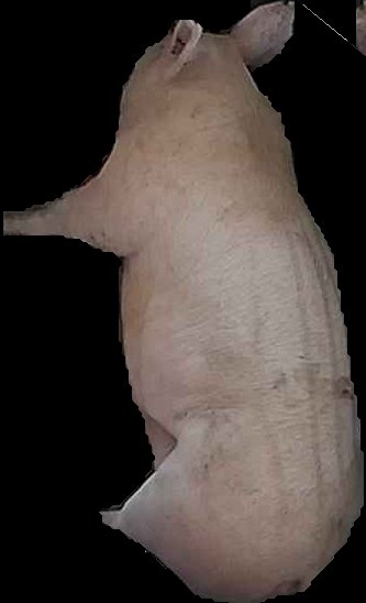 Crop