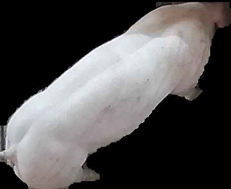 Crop