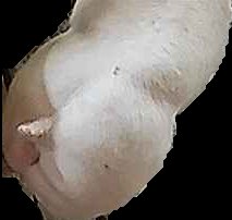 Crop