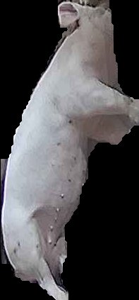 Crop