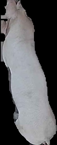Crop