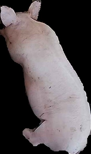 Crop