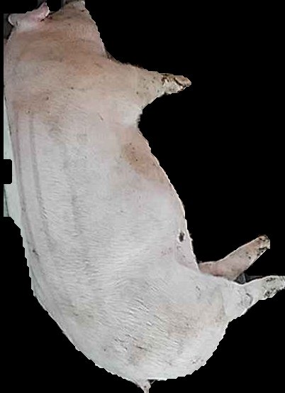 Crop