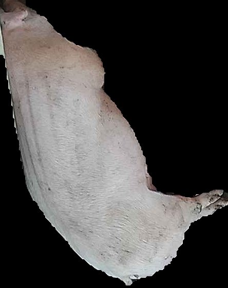 Crop